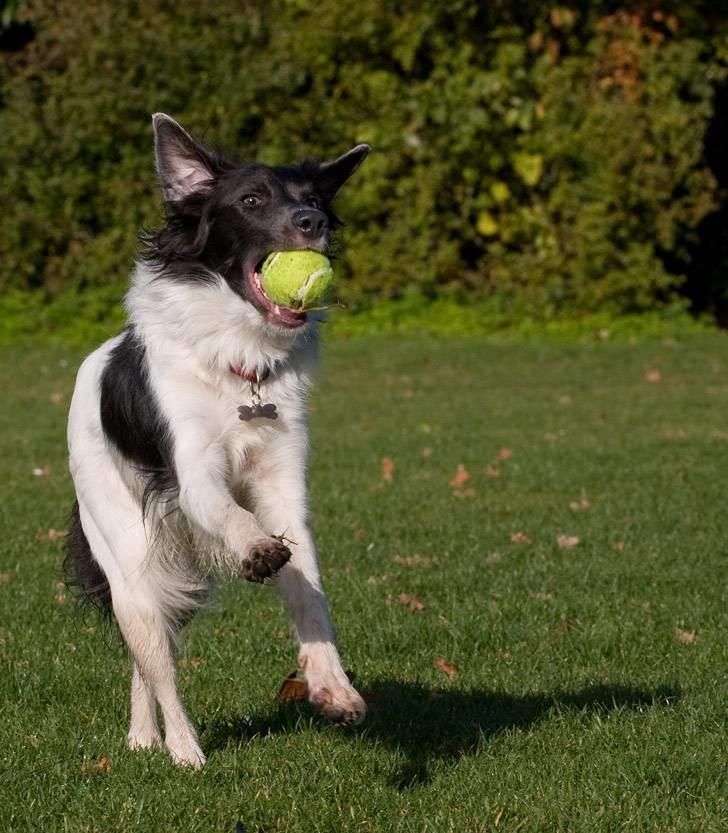 Border collie Cassie billede 6