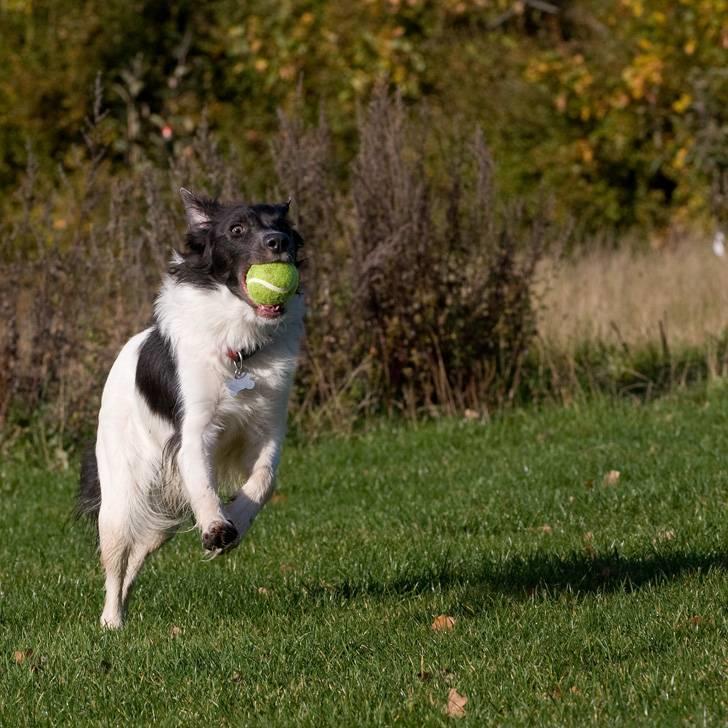 Border collie Cassie billede 7
