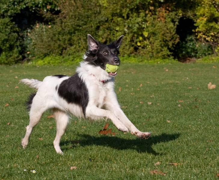 Border collie Cassie billede 8