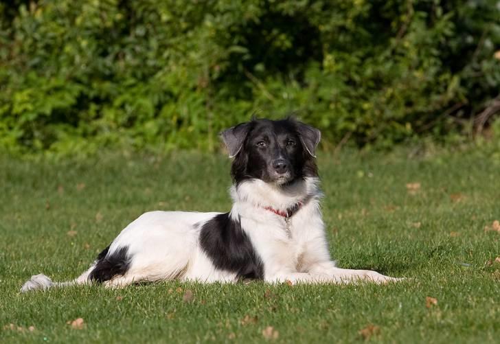 Border collie Cassie billede 9