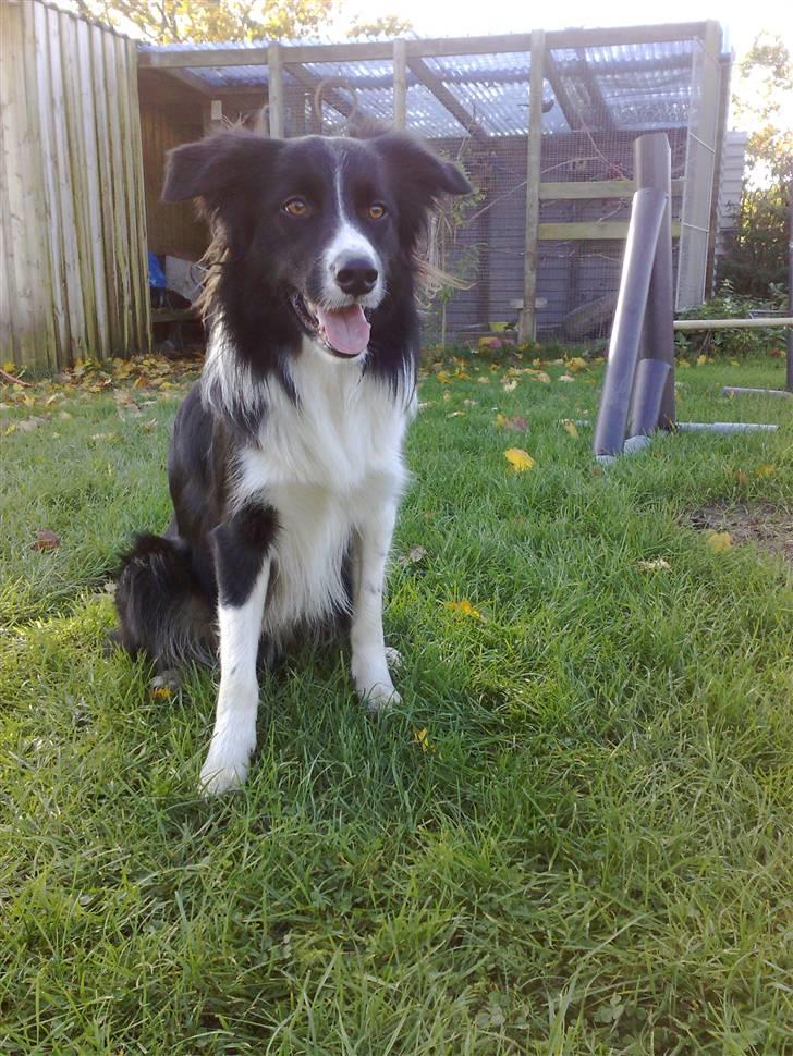 Border collie Amazing UNO - UNO billede 1