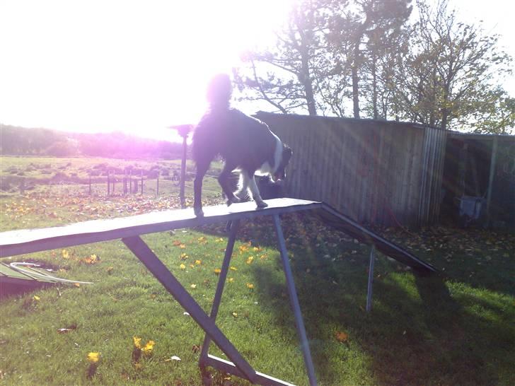 Border collie Amazing UNO - Uno løber ned af balangebummen----GO GO billede 2