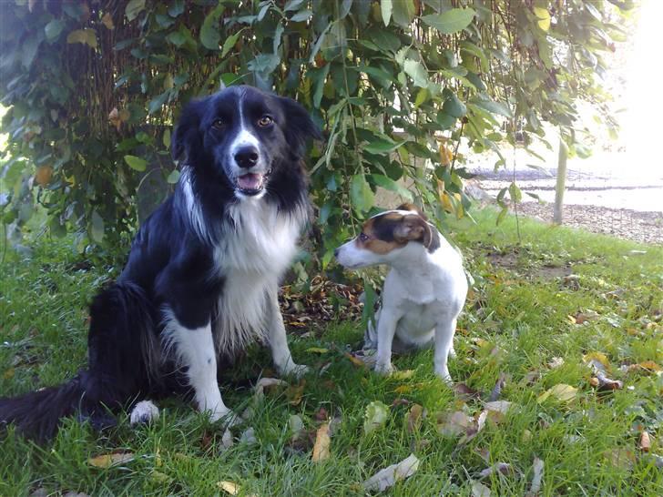 Border collie Amazing UNO - UNO & PIE billede 3