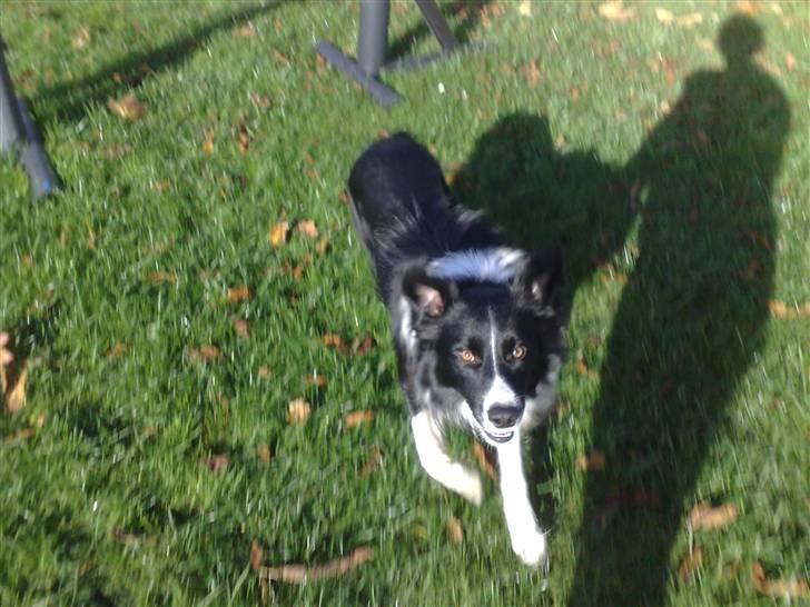 Border collie Amazing UNO - Han løber !!! billede 4