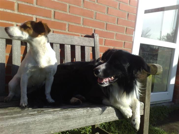Border collie Amazing UNO - UNO & PIE billede 5