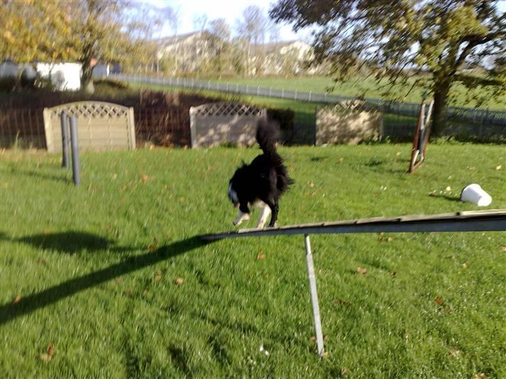 Border collie Amazing UNO billede 6