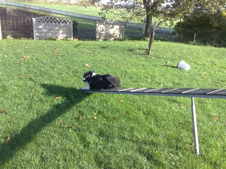 Border collie Amazing UNO billede 7