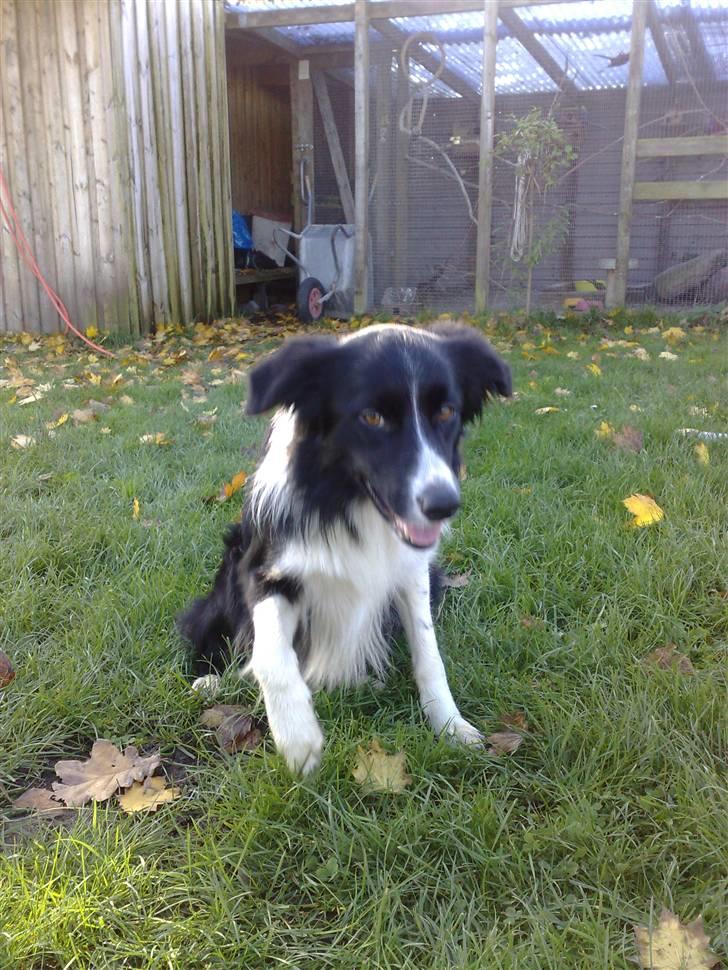 Border collie Amazing UNO billede 8