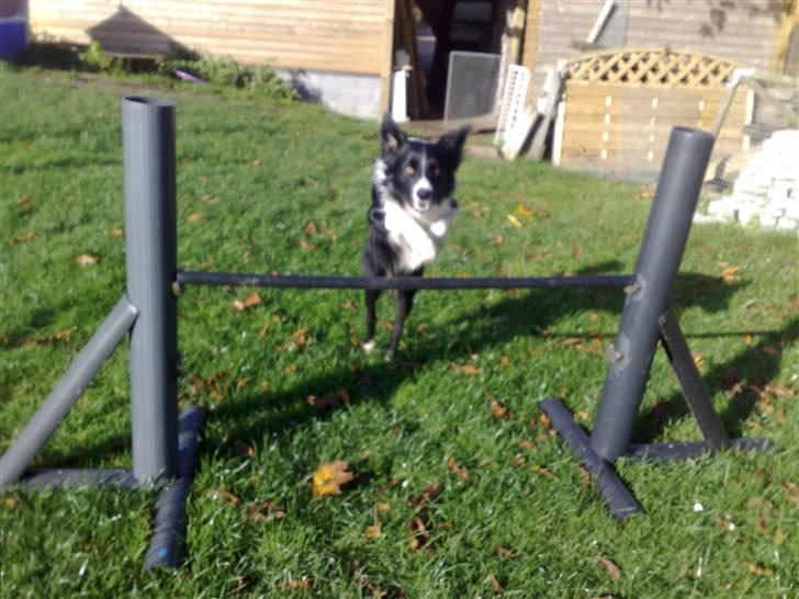 Border collie Amazing UNO - Han springer over !! billede 9