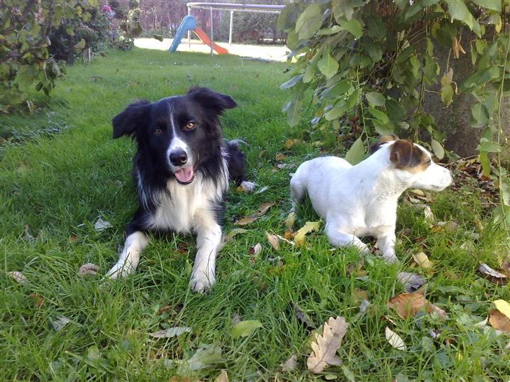 Border collie Amazing UNO billede 11