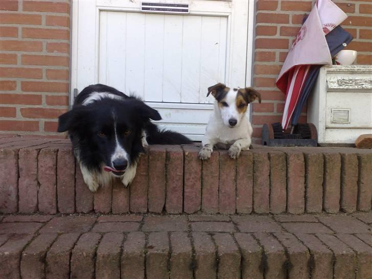 Border collie Amazing UNO billede 12
