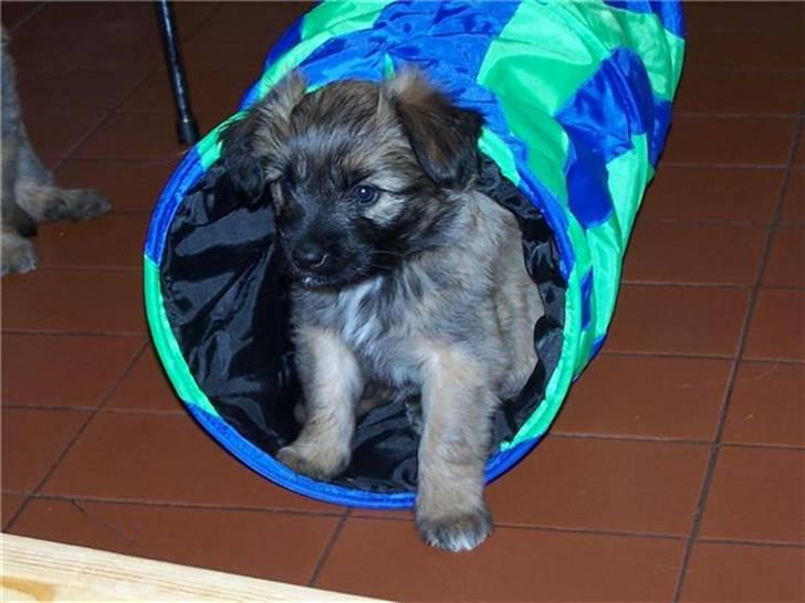 Pyrenæisk hyrdehund Coco billede 2