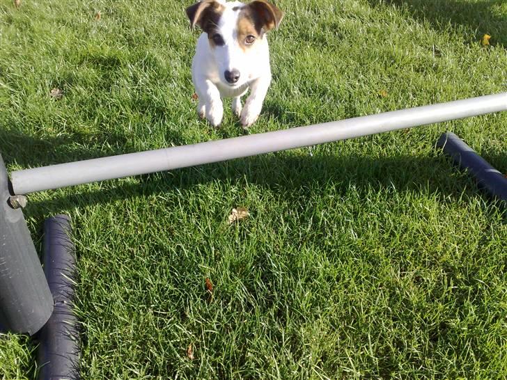 Jack russell terrier PIE billede 1