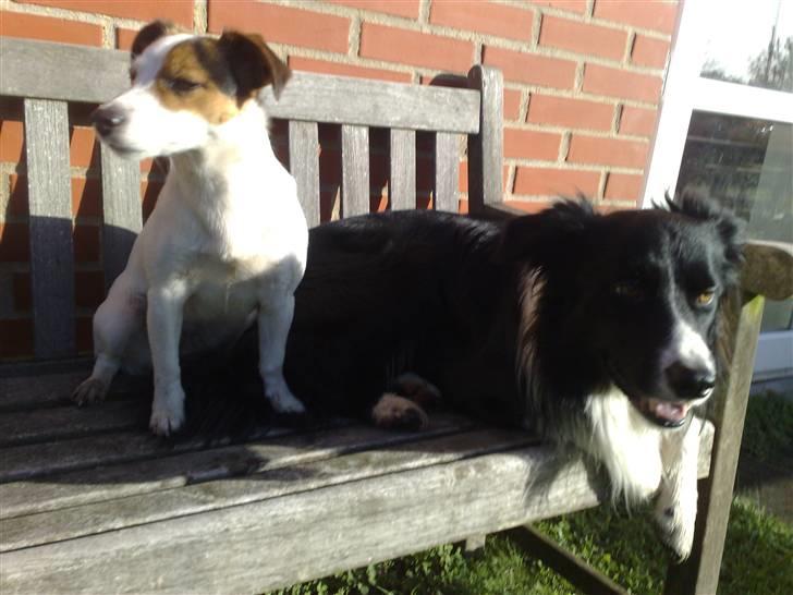 Jack russell terrier PIE - PIE & UNO billede 2