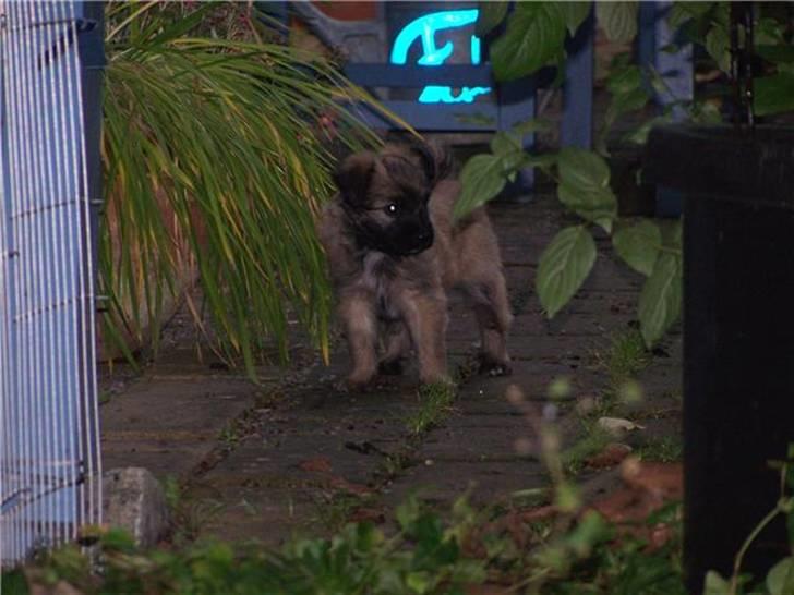 Pyrenæisk hyrdehund Coco billede 3