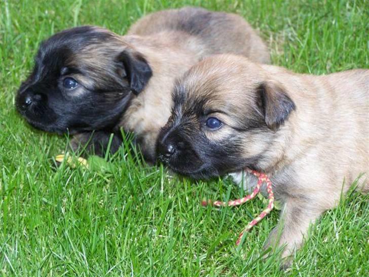 Pyrenæisk hyrdehund Coco billede 4