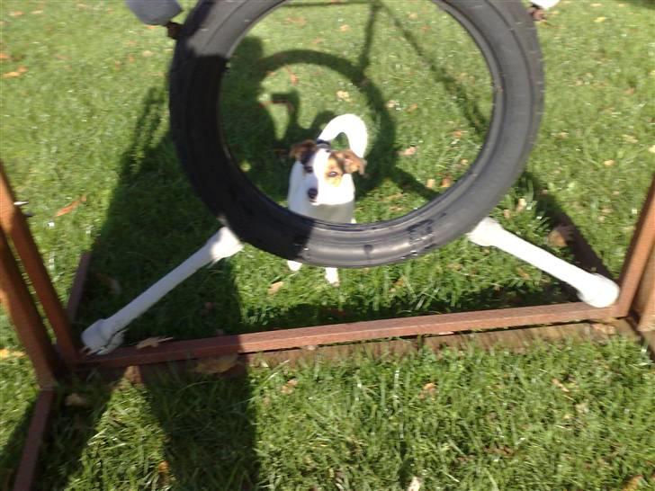 Jack russell terrier PIE billede 3