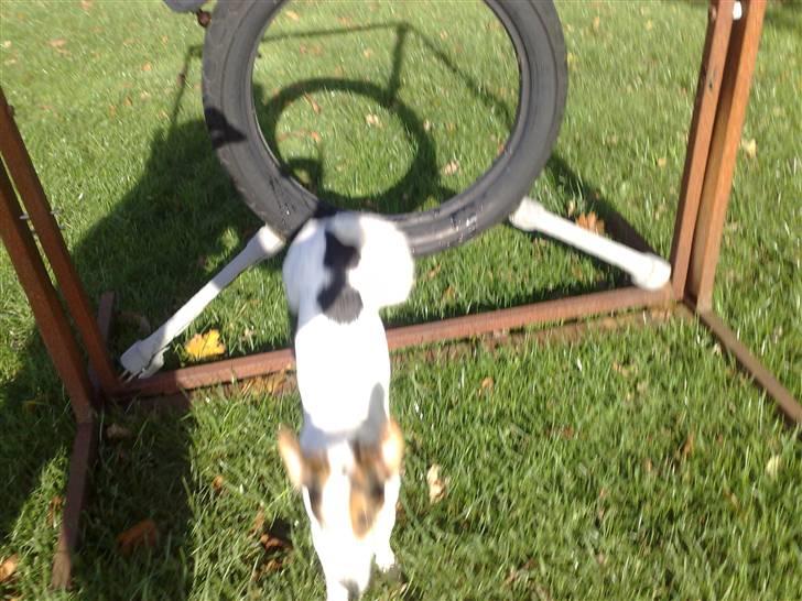 Jack russell terrier PIE billede 4