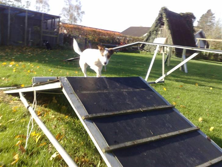 Jack russell terrier PIE billede 5