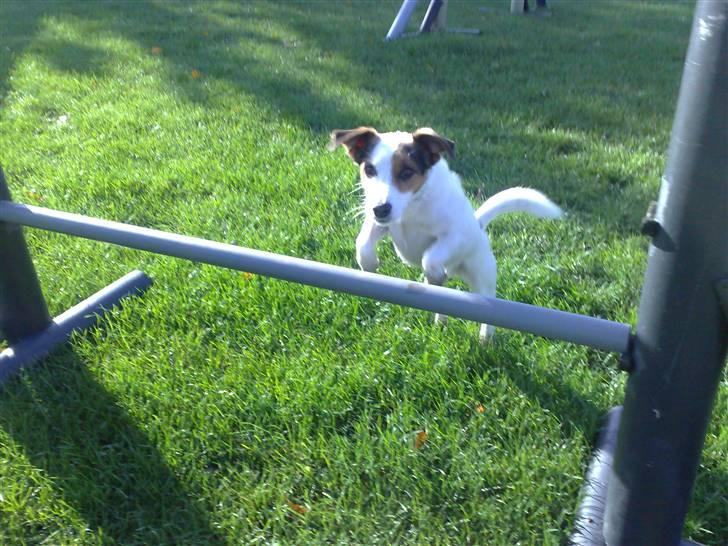 Jack russell terrier PIE billede 6