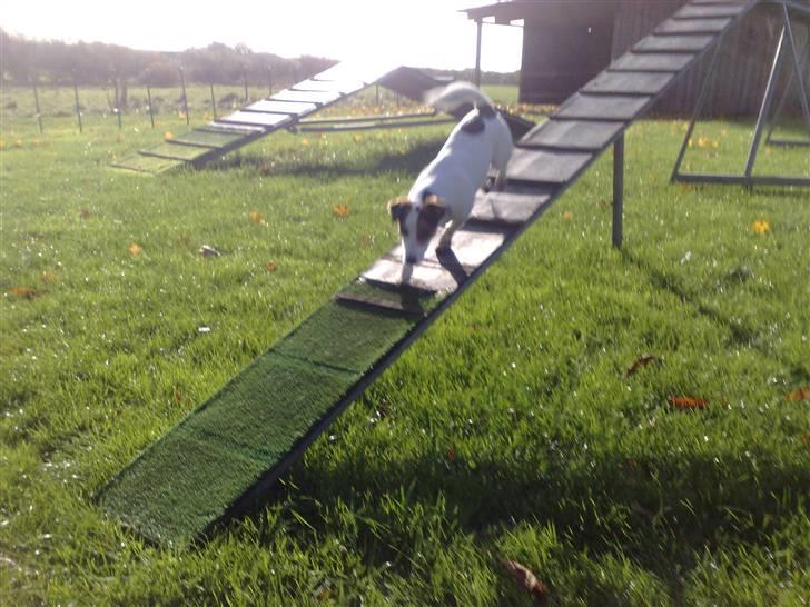 Jack russell terrier PIE billede 7