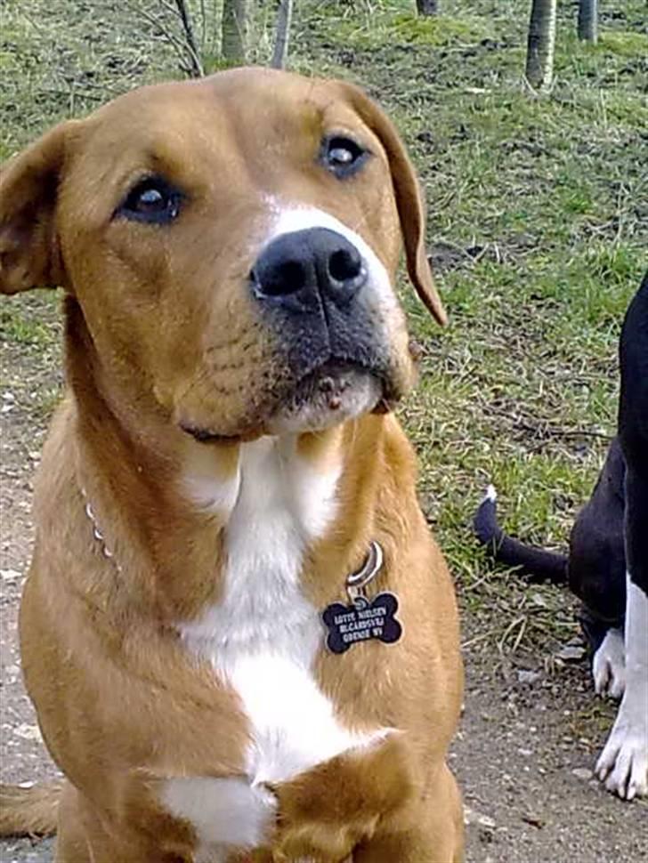 Blanding af racer Liva  - 28. marts 2009 billede 1