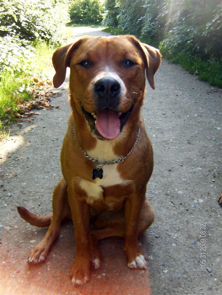 Blanding af racer Liva  - 31. maj 2009 billede 2