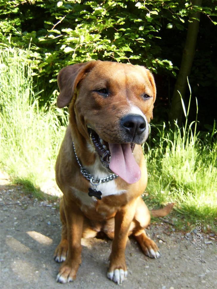 Blanding af racer Liva  - 31. maj 2009 billede 3