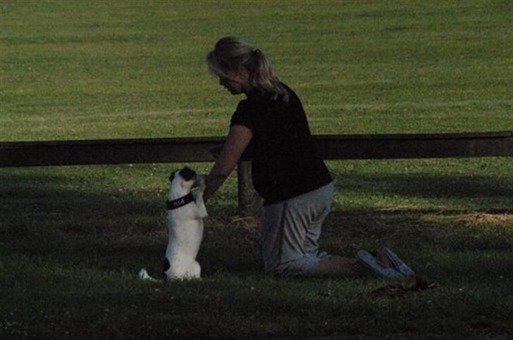 Jack russell terrier PIE billede 9