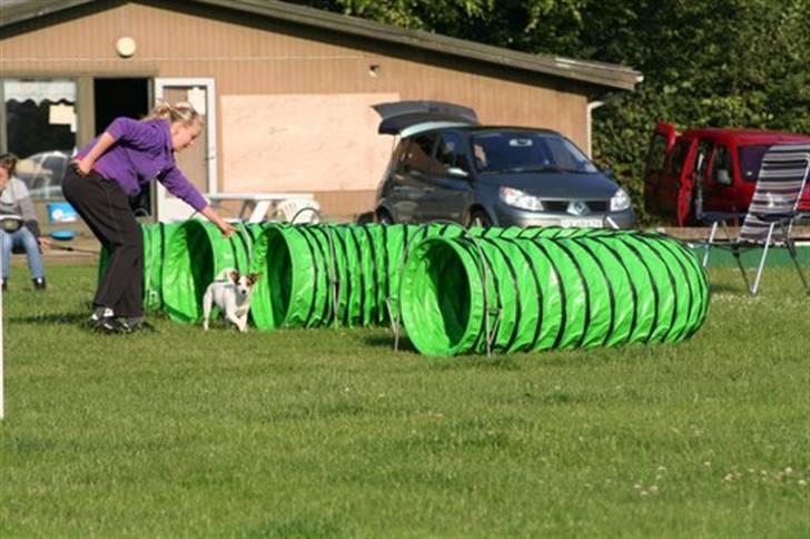 Jack russell terrier PIE billede 10