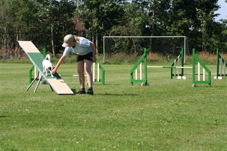 Jack russell terrier PIE billede 11