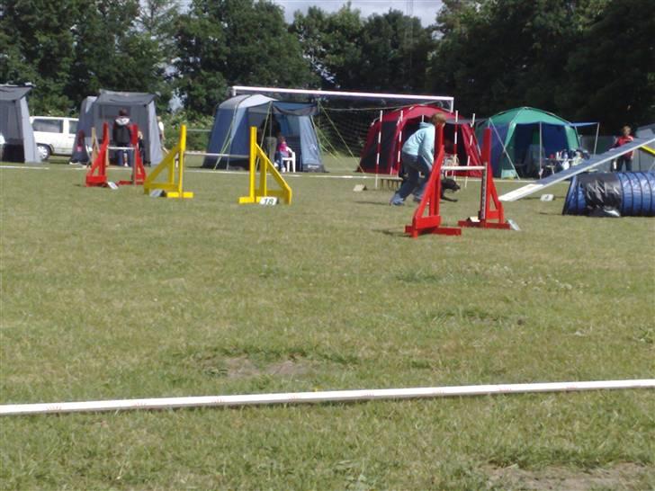 Jack russell terrier PIE billede 12