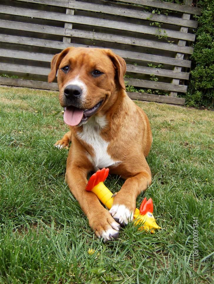 Blanding af racer Liva  - 10. juni 2009 billede 4