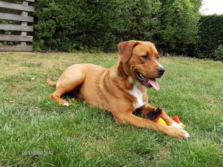 Blanding af racer Liva  - 10. juni 2009 billede 5