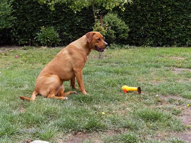 Blanding af racer Liva  - 10. juni 2009 billede 6