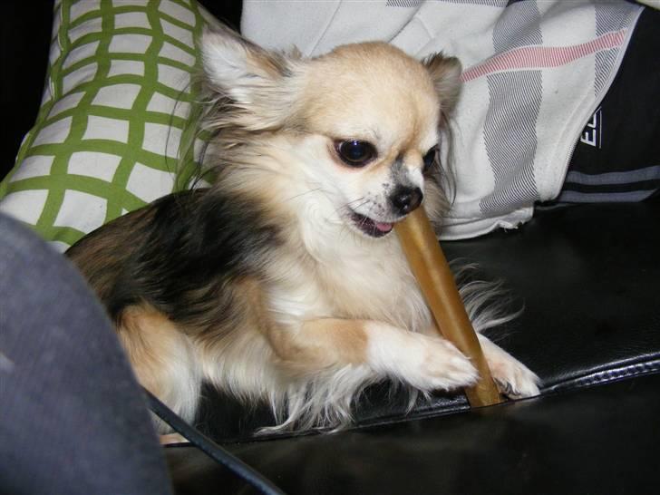 Chihuahua | Jacko - # Billede 2 billede 2