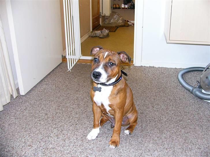 Staffordshire bull terrier Snoop billede 18