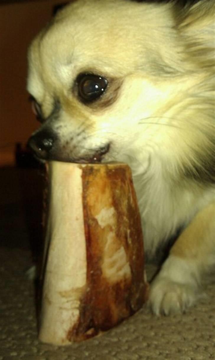 Chihuahua | Jacko - # Billede 19 billede 19