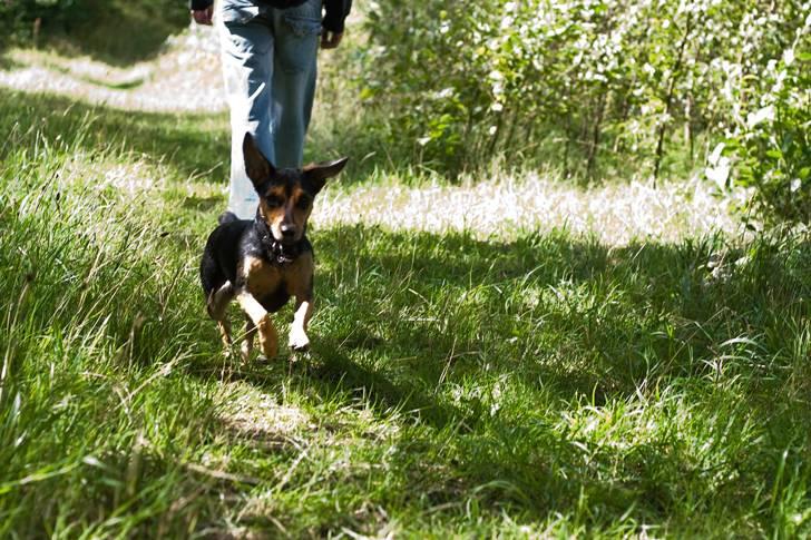 Blanding af racer Mille billede 7