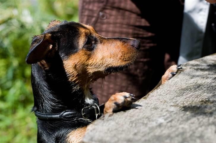 Blanding af racer Mille billede 8