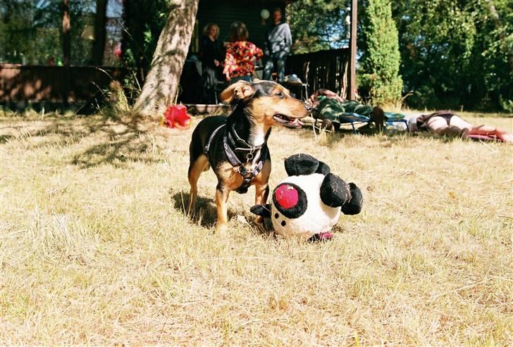 Blanding af racer Mille billede 10