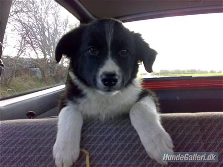Border collie Amazing UNO billede 13