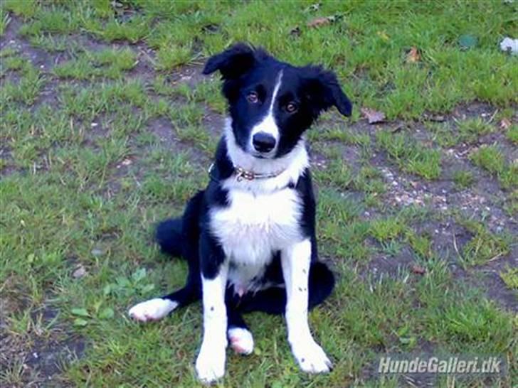 Border collie Amazing UNO billede 14