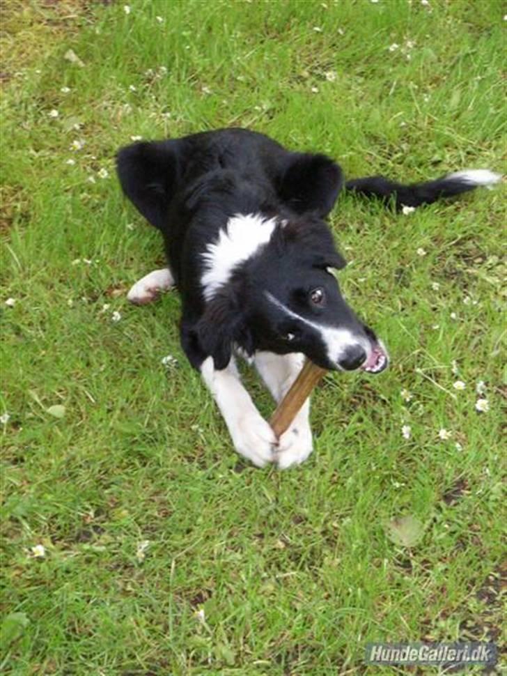 Border collie Amazing UNO billede 15