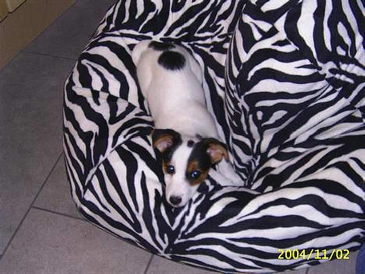 Jack russell terrier PIE billede 13