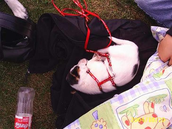 Jack russell terrier PIE billede 15