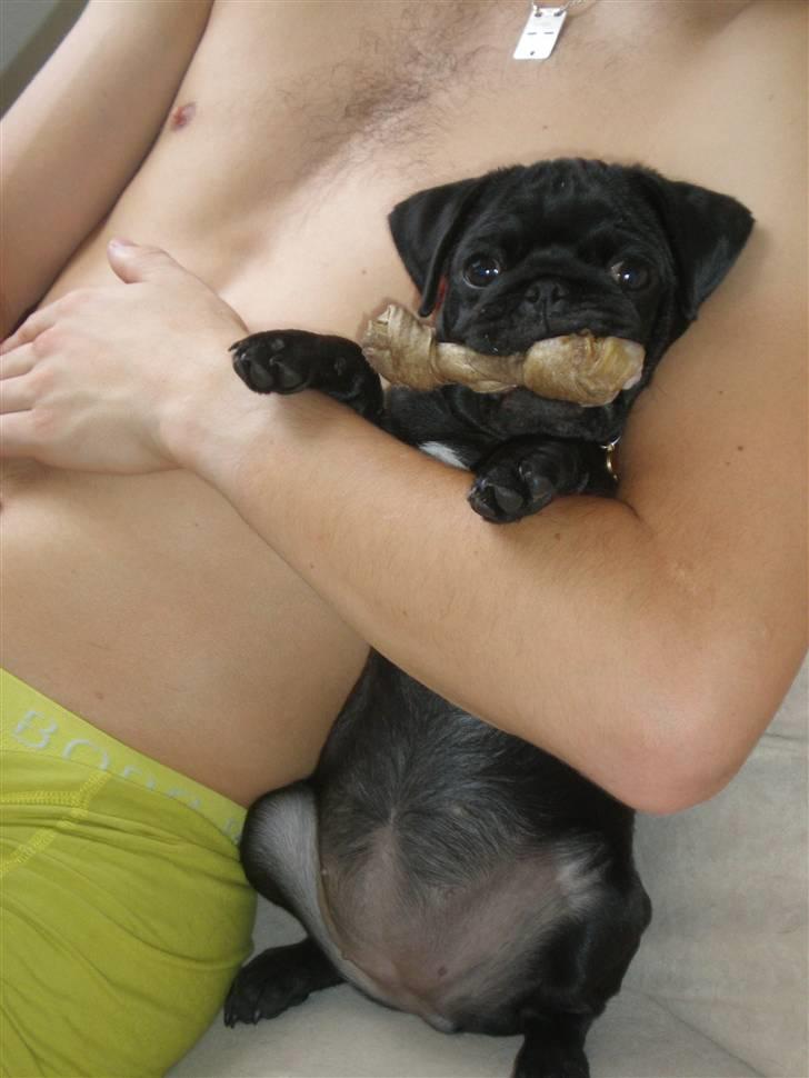 Mops Freja billede 6