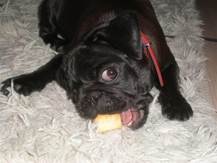 Mops Freja billede 7