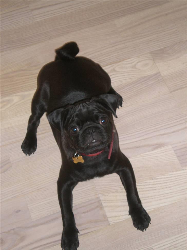 Mops Freja billede 8