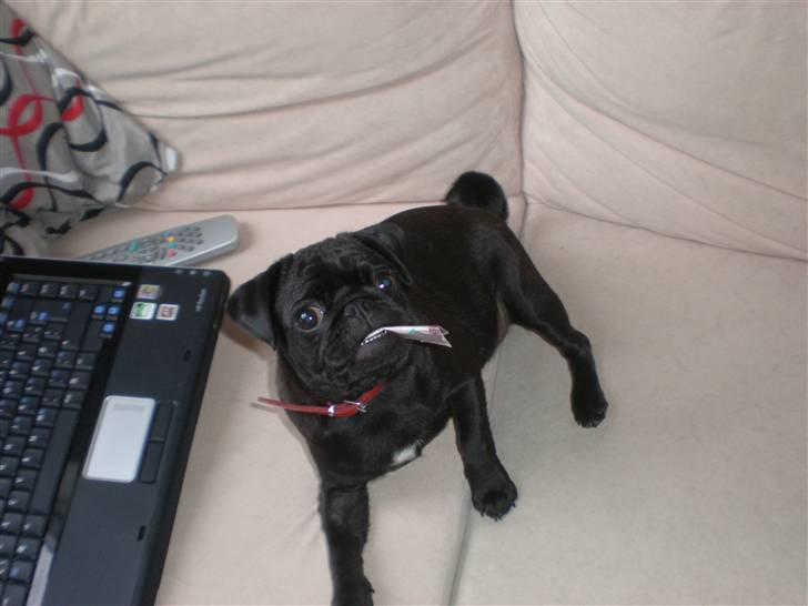 Mops Freja billede 9